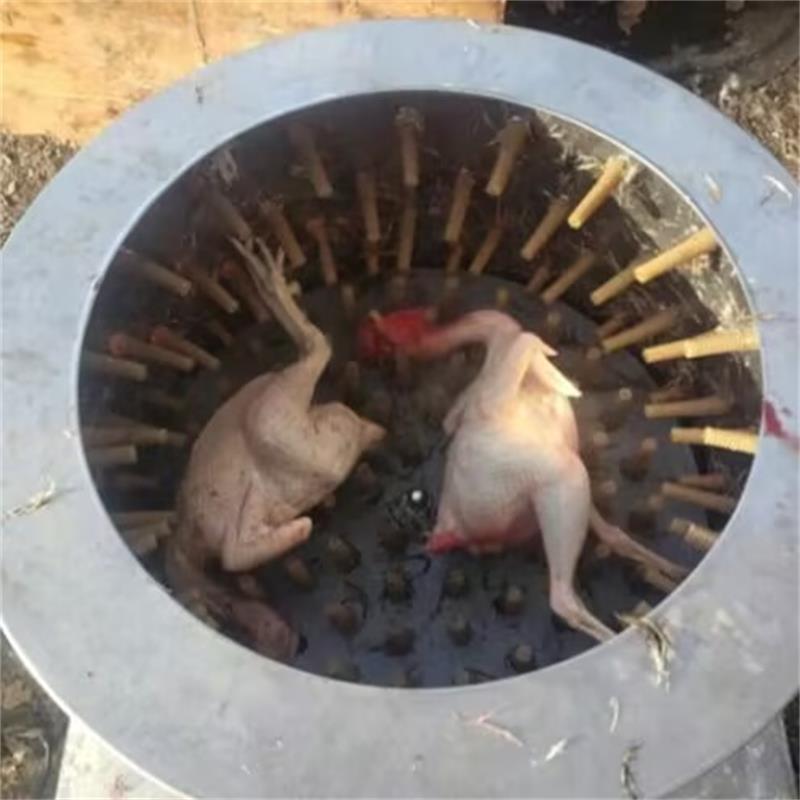 New Quail Pigeons Bird Hair Re – обзор и цена Chicken Plucker Machine
